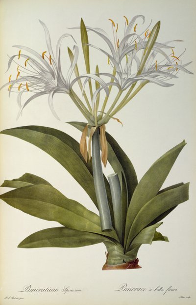 チコリフェア、 `Les Liliacearum、1806年 作： Pierre Joseph Redouté